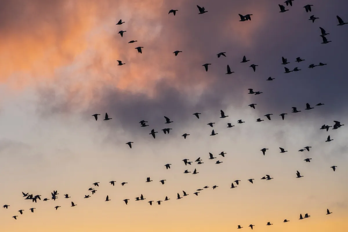 Part 4: Extend: The value of open innovation